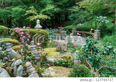 善峯寺 奥の院の庭園に秋明菊が咲く 善峯寺 奥の院の庭園に秋明菊が咲く 127793717