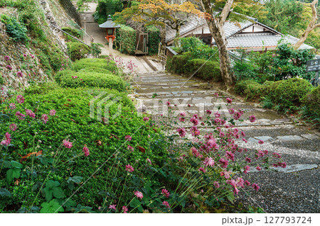 善峯寺の参道に咲く秋明菊 127793724