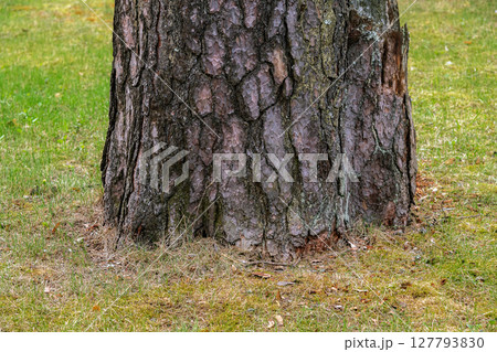 Base of an old pine tree. Base of an old pine tree. 127793830