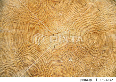 Cutting down a large tree. 127793832
