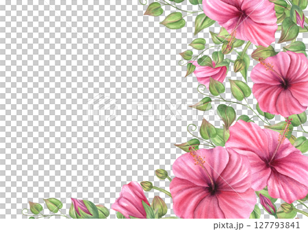Watercolor pink hibiscus with orchid buds and climbing plants square border isolated background. Hand painted flowers frame with copy space for text. For invitations, greeting cards, packaging Watercolor pink hibiscus with orchid buds and climbing plants square border isolated background. Hand painted flowers frame with copy space for text. For invitations, greeting cards, packaging 127793841