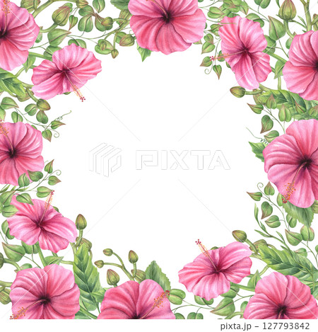 Watercolor pink mallow with orchid buds and climbing vines square frame isolated background. Bright hibiscus flowers for wedding invitations, greeting cards, tropical posters, packaging 127793842