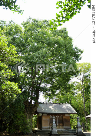 埼玉県行田市馬見塚の馬見塚神明社 御神木の大欅 埼玉県行田市馬見塚の馬見塚神明社 御神木の大欅 127793894