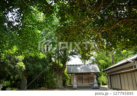 埼玉県行田市馬見塚の馬見塚神明社 御神木の大欅 埼玉県行田市馬見塚の馬見塚神明社 御神木の大欅 127793895