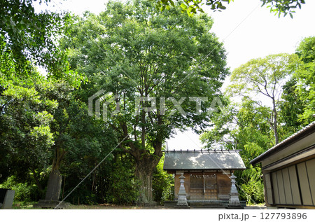 埼玉県行田市馬見塚の馬見塚神明社 御神木の大欅 埼玉県行田市馬見塚の馬見塚神明社 御神木の大欅 127793896