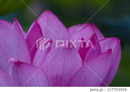 ピンクの蓮の花 ピンクの蓮の花 127793938