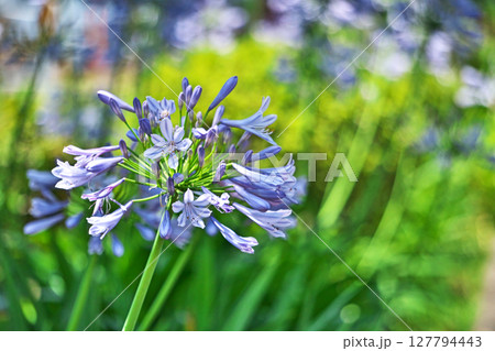 薄い青色のアガパンサスの花（夏、六月） 127794443