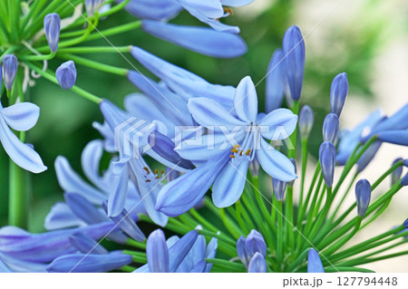 薄い青色のアガパンサスの花（夏、六月） 127794448