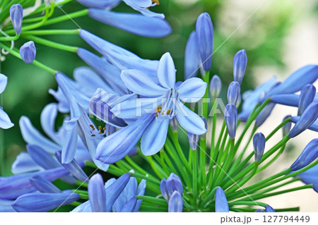 薄い青色のアガパンサスの花(夏、六月) 薄い青色のアガパンサスの花(夏、六月) 127794449