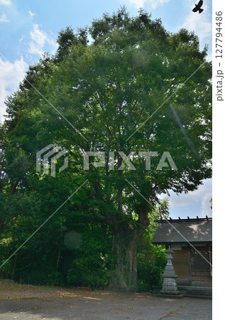 埼玉県行田市馬見塚の馬見塚神明社 御神木の大欅 埼玉県行田市馬見塚の馬見塚神明社 御神木の大欅 127794486