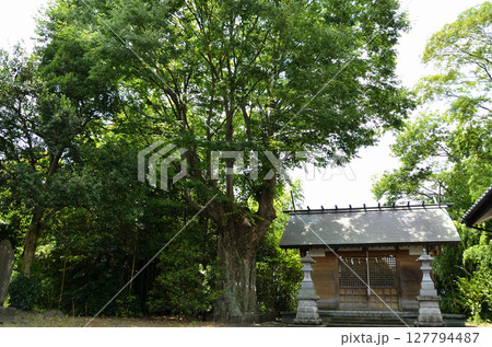 埼玉県行田市馬見塚の馬見塚神明社 御神木の大欅 埼玉県行田市馬見塚の馬見塚神明社 御神木の大欅 127794487