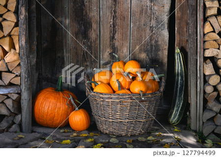 Harvest of orange pumpkins in a wicker garden basket 127794499