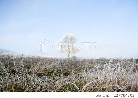 Lone tree stands in frosted green grass across foggy autumn mountain valley Lone tree stands in frosted green grass across foggy autumn mountain valley 127794503