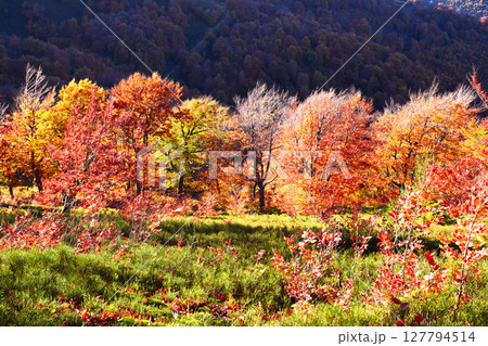 Red and yellow beech woods lit by warm evening light 127794514