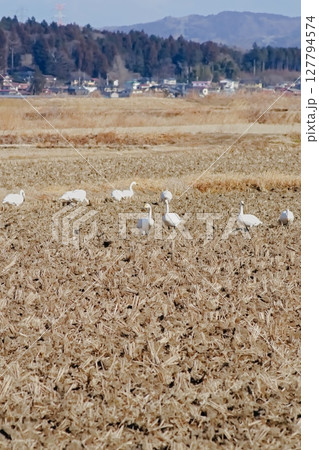 冬の田んぼと白鳥 127794574