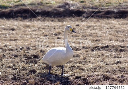 冬の田んぼと白鳥 冬の田んぼと白鳥 127794582