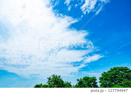 青空と雲と木立 青空と雲と木立 127794947