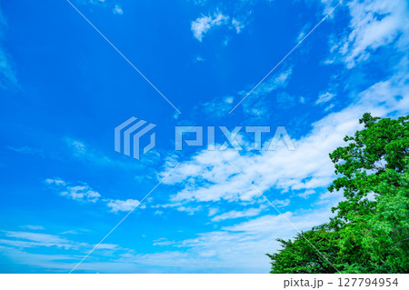 青空と雲と木立 127794954