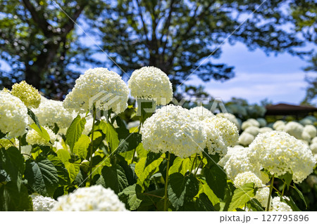 東京都　府中市郷土の森あじさいまつり　アナベル 127795896