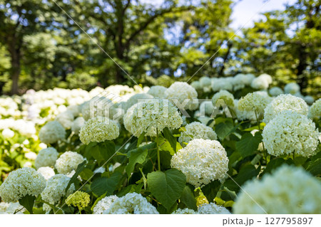 東京都　府中市郷土の森あじさいまつり　アナベル 127795897
