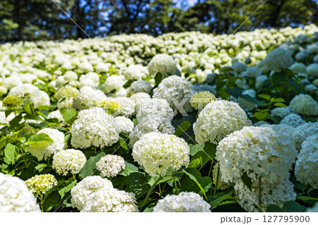 東京都　府中市郷土の森あじさいまつり　アナベル 127795900