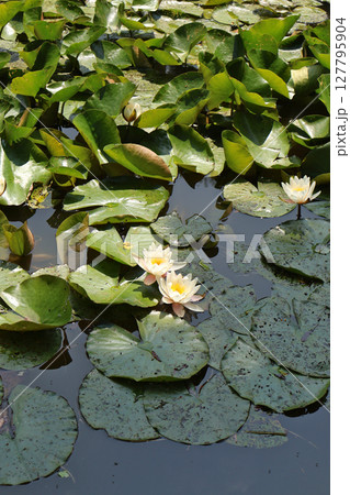 Beautiful Pond with Water Lilies and Green Leaves in Tranquil Setting 127795904