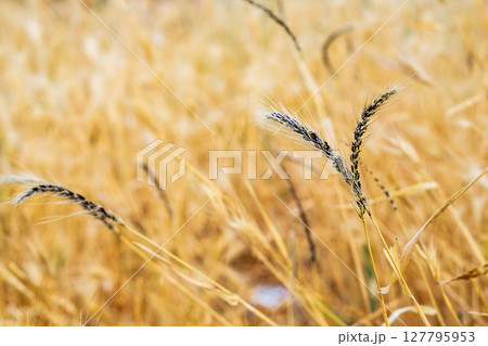 Cereal plants whose ears covered with black body of fungal disease similar to ergot, background of blurred orange autumn field. Dangerous diseases in agro-industry that destroy large areas of crops 127795953