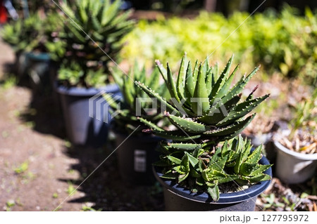 東京都　府中市郷土の森　アロエ 127795972