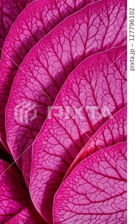 Macro shot of pink rose petals with detailed vein texture in natural light 127796102
