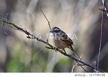 メスのホオジロ 127796296