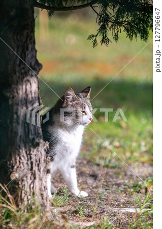 a tiger cat walks in the forest 127796647