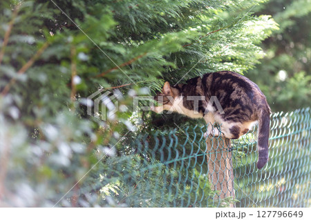 a tiger cat walks in the forest a tiger cat walks in the forest 127796649