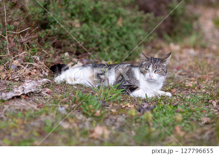 a tiger cat walks in the forest a tiger cat walks in the forest 127796655