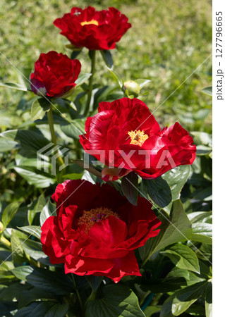 Paeonia Mackinac Grand flowers in garden. Bright red peony flowers, close-up Paeonia Mackinac Grand flowers in garden. Bright red peony flowers, close-up 127796665