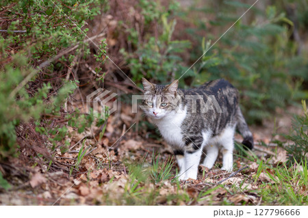 a tiger cat walks in the forest a tiger cat walks in the forest 127796666