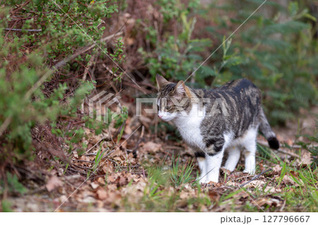 a tiger cat walks in the forest a tiger cat walks in the forest 127796667
