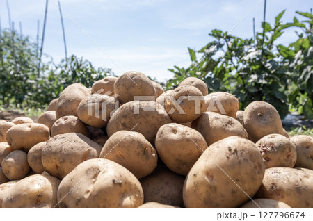 畑で収穫した新じゃがいも 畑で収穫した新じゃがいも 127796674