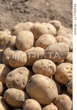 畑で収穫した新じゃがいも 畑で収穫した新じゃがいも 127796688