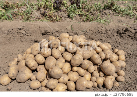 畑で収穫した新じゃがいも 畑で収穫した新じゃがいも 127796689