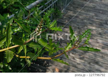 Sea Holly (Acanthus ebracteatus) Sea Holly (Acanthus ebracteatus) 127796792
