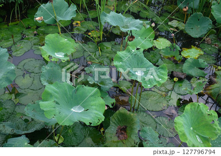 Lotus leaf in the garden pond Lotus leaf in the garden pond 127796794