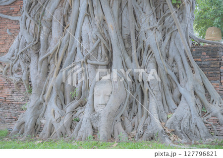 タイ　菩提樹の根に覆われた仏頭（アユタヤ） 127796821