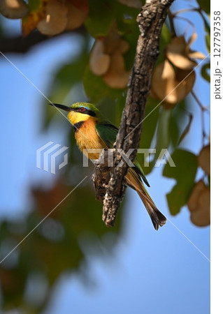 Little bee-eater in profile on dry bough 127797358