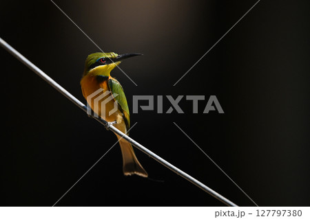 Little bee-eater looks right on diagonal wire Little bee-eater looks right on diagonal wire 127797380
