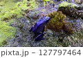 Vibrant Blue Poison Dart Frog on Mossy Ground  127797464