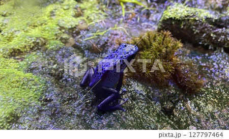 Vibrant Blue Poison Dart Frog on Mossy Ground  Vibrant Blue Poison Dart Frog on Mossy Ground  127797464