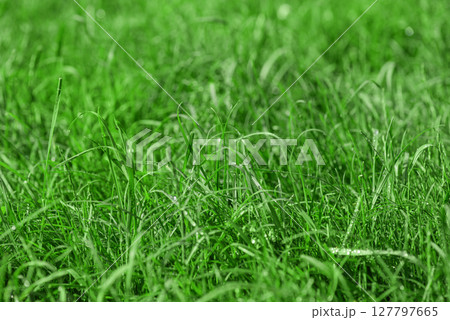 Grass in focus and out of focus. Green lawn with water drops. 127797665