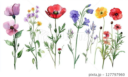 Collection of colorful meadow flowers with intricate textures and natural botanical elements 127797960
