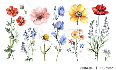 Set of delicate wildflowers in bloom, hand-drawn style with detailed petals and stems, isolated Set of delicate wildflowers in bloom, hand-drawn style with detailed petals and stems, isolated 127797962
