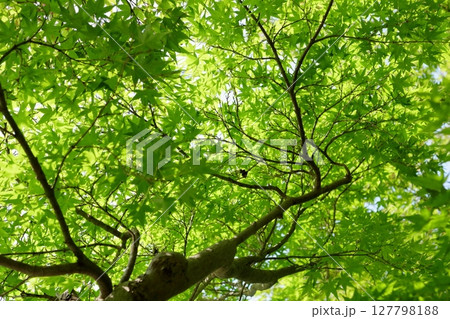 強い日差しをあびて透明感が綺麗な夏の青紅葉 127798188